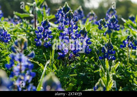 Les bleuets du Texas (Lupinus texensis) au Ladybird Johnson Wildflower Center à Austin au Texas. Banque D'Images