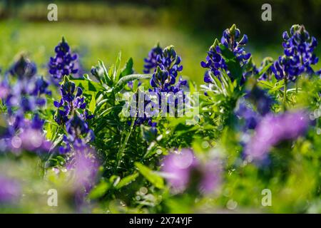 Bluebonnets du Texas (Lupinus texensis) à Ladybird Johnson Wildflower Gardens, Austin Texas Banque D'Images