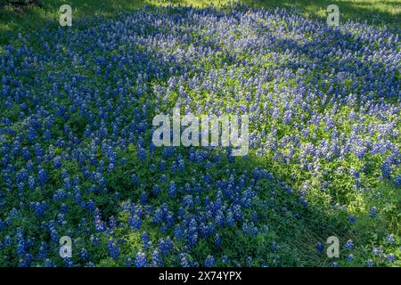 Bluebonnets du Texas (Lupinus texensis) à Ladybird Johnson Wildflower Gardens, Austin Texas Banque D'Images