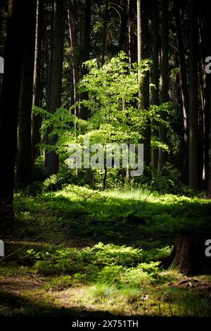 La lumière du soleil filtre à travers les branches des arbres dans la forêt, projetant des ombres tapissées sur les plantes terrestres et l'herbe ci-dessous Banque D'Images