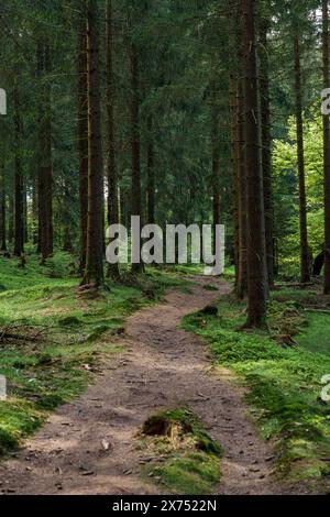 La lumière dorée du soleil filtre à travers les mélèzes sur le chemin sinueux dans la forêt de feuillus, créant une ambiance magique dans ce landsca naturel Banque D'Images