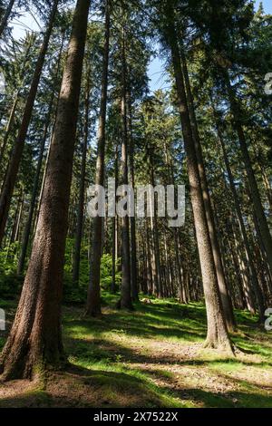 La lumière dorée du soleil filtre à travers les mélèzes sur le chemin sinueux dans la forêt de feuillus, créant une ambiance magique dans ce landsca naturel Banque D'Images