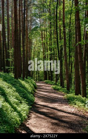 Un étroit chemin de terre serpentant à travers un paysage naturel luxuriant de grands arbres, de parcelles herbeuses et de feuillage à feuilles caduques colorées, créant un bois pittoresque Banque D'Images