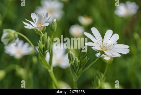 Une photo macro d'une fleur blanche avec un centre jaune, mettant en valeur les pétales délicats de cette plante herbacée. C'est une fleur sauvage et une floraison Banque D'Images