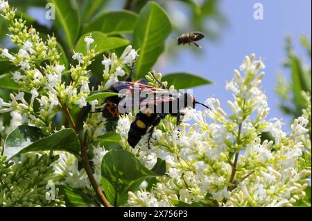 Guêpe de mammouth mâle, Megascolia maculata (Syn. Scolia flavifrons), Scoliidae, Hyménoptères. Majorque, Espagne. Banque D'Images