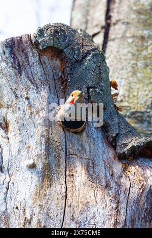 Un scintillement nordique qui suit le long du secteur riverain de Steveston en Colombie-Britannique au Canada Banque D'Images