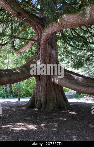 Séquoia géant de l'Ouest dans Redwood Park, Surrey, Colombie-Britannique Banque D'Images