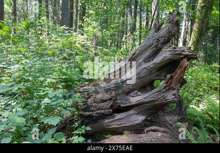 Séquoia géant de l'Ouest dans Redwood Park, Surrey, Colombie-Britannique Banque D'Images