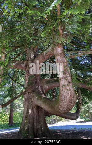 Séquoia géant de l'Ouest dans Redwood Park, Surrey, Colombie-Britannique Banque D'Images