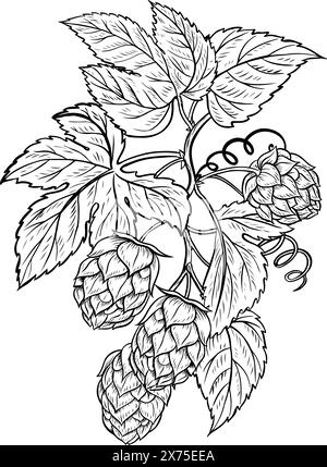 Une branche de houblon avec des fruits et des feuilles. Illustration vectorielle dessinée à la main en noir et blanc sur un fond blanc. Un élément de design pour un pub ou un restauran Illustration de Vecteur