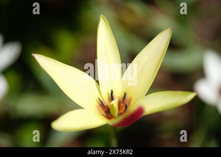 Yellow Lady Tulip Banque D'Images