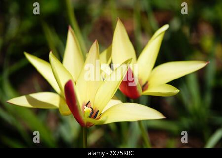 Tulipes Yellow Lady Banque D'Images