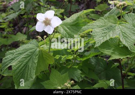 Thimbleberry (Rubus parviflorus) fleur sauvage blanche dans les montagnes Beartooth, Montana Banque D'Images