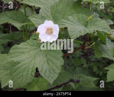 Thimbleberry (Rubus parviflorus) fleur sauvage blanche dans les montagnes Beartooth, Montana Banque D'Images