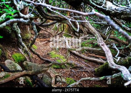 Racines et branches d'arbres épaisses, parc national de Mount Field, Tasmanie Banque D'Images