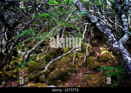 Racines et branches d'arbres épaisses, parc national de Mount Field, Tasmanie Banque D'Images