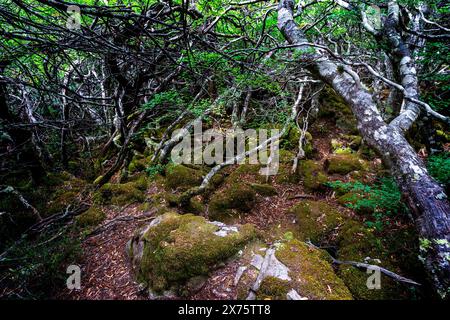 Racines et branches d'arbres épaisses, parc national de Mount Field, Tasmanie Banque D'Images