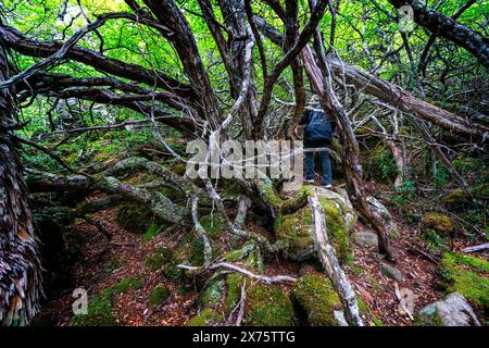 Racines et branches d'arbres épaisses, parc national de Mount Field, Tasmanie Banque D'Images