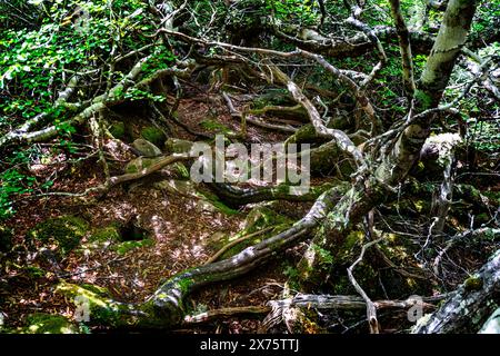 Racines et branches d'arbres épaisses, parc national de Mount Field, Tasmanie Banque D'Images