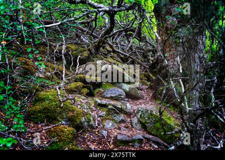 Racines et branches d'arbres épaisses, parc national de Mount Field, Tasmanie Banque D'Images