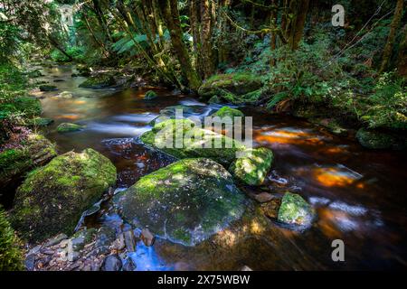 Ruisseau de montagne à côté d'un sentier de randonnée, chutes Nelson, parc national Franklin-Gordon Wild Rivers, Lyell Highway, Tasmanie Banque D'Images