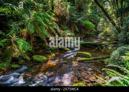 Ruisseau de montagne à côté d'un sentier de randonnée, chutes Nelson, parc national Franklin-Gordon Wild Rivers, Lyell Highway, Tasmanie Banque D'Images