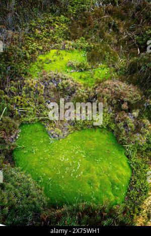 Plantes de coussin et végétation alpine à côté de la promenade, Pine Lake, Central plateau, Tasmanie Banque D'Images