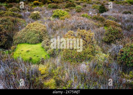 Plantes de coussin et végétation alpine à côté de la promenade, Pine Lake, Central plateau, Tasmanie Banque D'Images