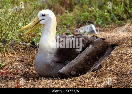 Albatros ondulés en danger critique d'extinction nichant sur l'île d'Espanola dans les Galapagos Banque D'Images