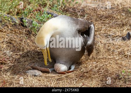 Albatros ondulés en danger critique d'extinction nichant sur l'île d'Espanola dans les Galapagos Banque D'Images