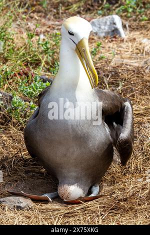 Albatros ondulés en danger critique d'extinction nichant sur l'île d'Espanola dans les Galapagos Banque D'Images