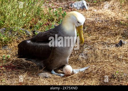 Albatros ondulés en danger critique d'extinction nichant sur l'île d'Espanola dans les Galapagos Banque D'Images