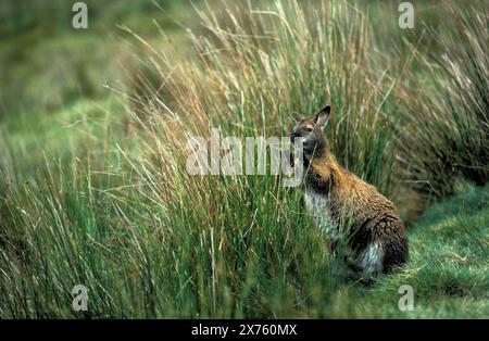 Wallaby, Bennetts wallabies (Macropus rufogriseus)- la sous-espèce tasmanienne du wallaby à cou rouge que l'on trouve sur le continent australien. Tasman Banque D'Images