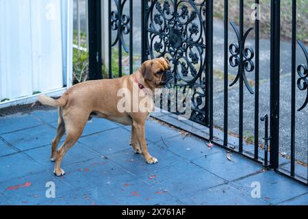 Pug chiot à l'extérieur de sa maison regardant dedans Banque D'Images