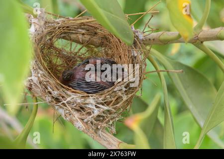 Les oiseaux nichent sur un arbre ramifié avec deux bébés oiseaux Banque D'Images