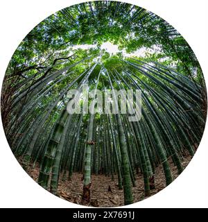 Arashiyama Bamboo Grove au fond des Storm Mountains, Kyoto Japon. Chemin de bambou à Sagano. Objectif fisheye pour l'effet et la vue large de bambous bosquets Banque D'Images