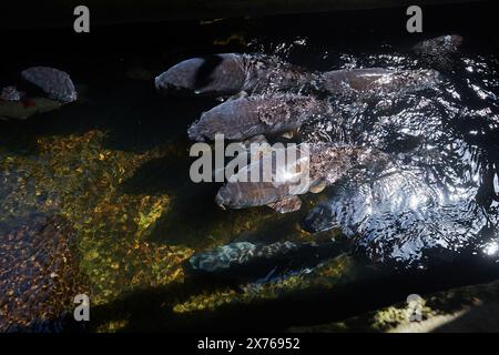 Poissons koi nageant dans les eaux douces claires du village de Gujo Hachiman au Japon Banque D'Images