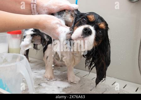 Portrait drôle de chien Cavalier King Charles spaniel prenant une douche avec shampooing. chien prend un bain moussant dans un salon de toilettage pour animaux. Banque D'Images