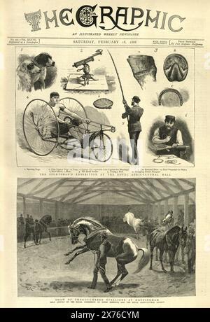 Newpspaer victorien, 1888, Sports, AM's Exhibion au Rpyal Agricultural Hall, étalons pur-sang à Nottingham Banque D'Images