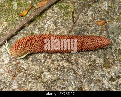 Araucaria angustifolia, pin de Parana, pin du Brésil ou candélabre cône de pollen mâle en gros plan. Banque D'Images