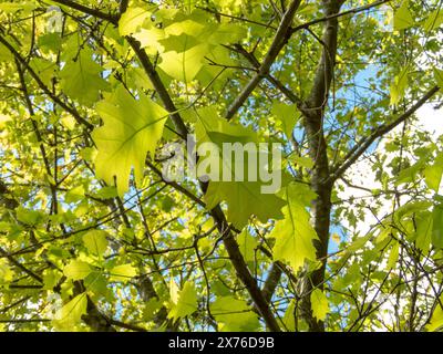 Quercus rubra ou plante de chêne rouge du nord avec de jeunes feuilles vert vif au printemps Banque D'Images