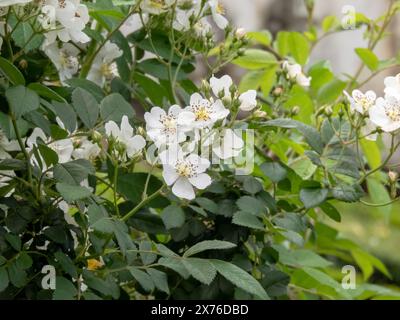 Rosa multiflora ou Rosa polyantha plant. Rose multiflore ou rose bébé ou rose japonaise ou rose à fleurs multiples ou rose à sept soeurs ou rose Eijitsu ou Banque D'Images