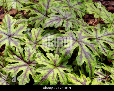 Tiarella cultivar feuilles décoratives colorées en gros plan. Foamflower plante vert avec des marques violettes feuillage. Tiarella cordifolia. Banque D'Images