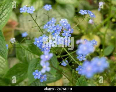 Brunnera macrophylla ou fleurs bleues brunnera à grande feuille en gros plan. Grand Forget-me-not Bloom. Plante à fleurs Heartleaf dans le jardin. Banque D'Images