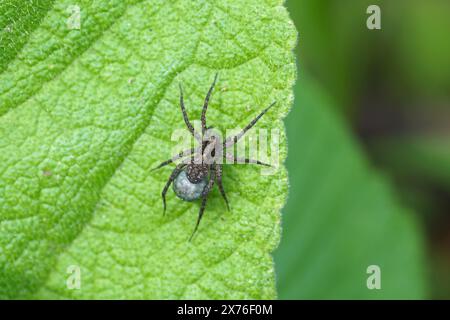 Gros plan femelle araignée loup (Pardosa) portant le sac à oeuf en l'attachant à ses spinnerets araignées loup de la famille (Lycosidae). Jardin hollandais. Printemps mai Banque D'Images