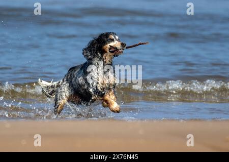 Southport, Merseyside, 18 mai 2024. Un Cocker Spaniel a la meilleure journée de tous les temps car il joue dans l'eau le long des rives de Southport Beach dans le Merseyside. Crédit : Cernan Elias/Alamy Live News Banque D'Images