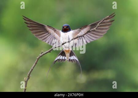 Hirondelle de grange, Hirundo rustica, atterrissage d'oiseau unique sur une brindille, Bulgarie Banque D'Images