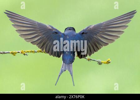 Hirondelle de grange, Hirundo rustica, atterrissage d'oiseau unique sur une brindille, Bulgarie Banque D'Images