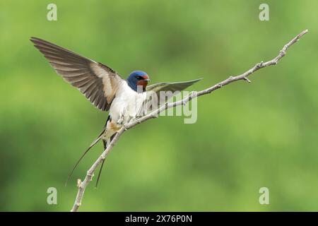 Hirondelle de grange, Hirundo rustica, atterrissage d'oiseau unique sur une brindille, Bulgarie Banque D'Images