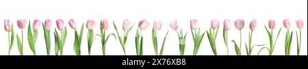 Belles tulipes roses isolées sur blanc, serties Banque D'Images